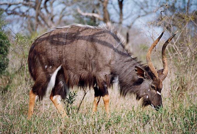 Nyala, Kruger National Park, Afrique du Sud