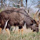 Nyala, Kruger National Park, Afrique du Sud