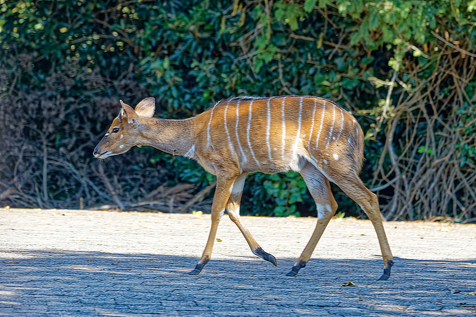 Nyala Kuh