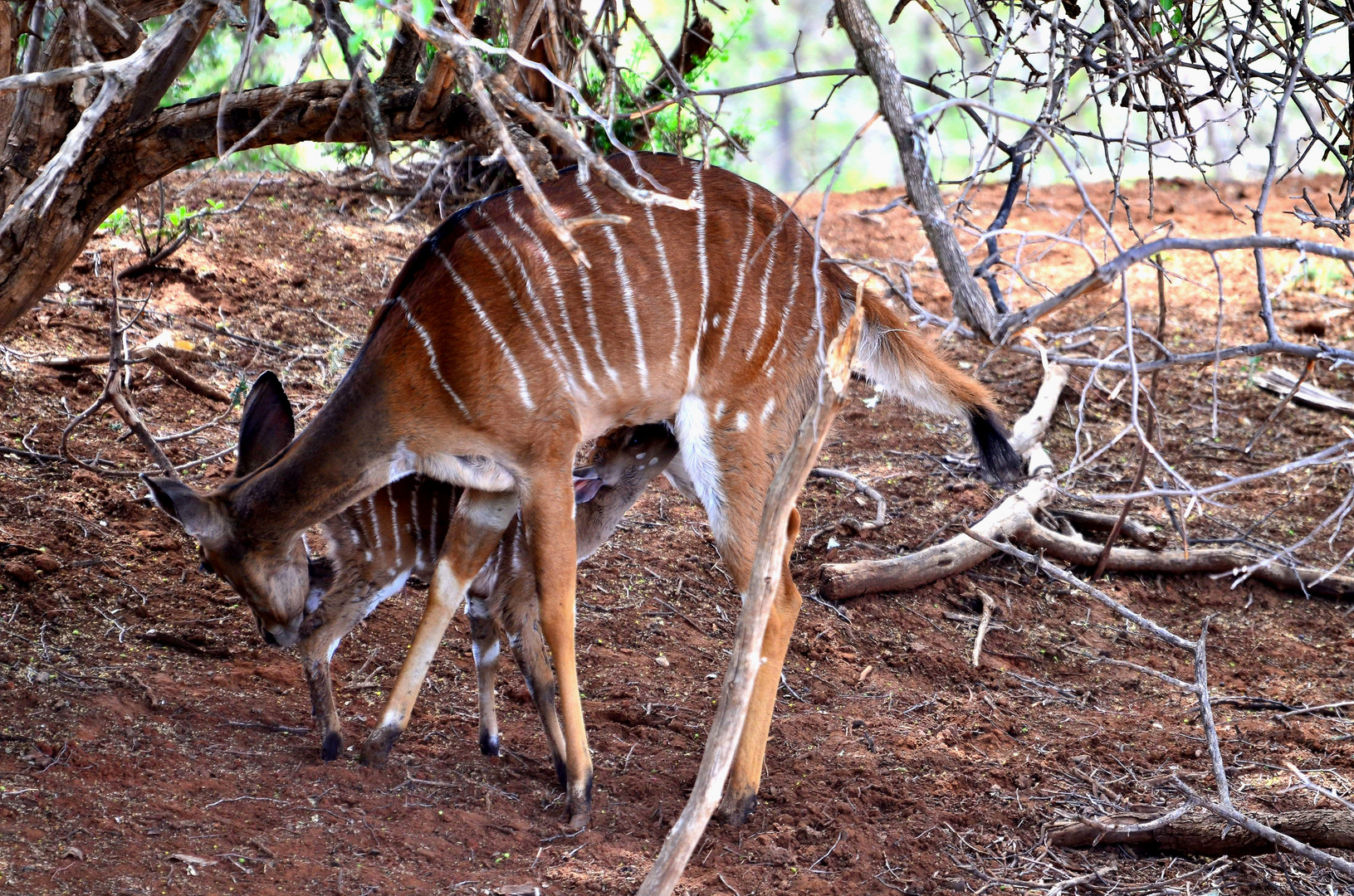 Nyala mit Kalb