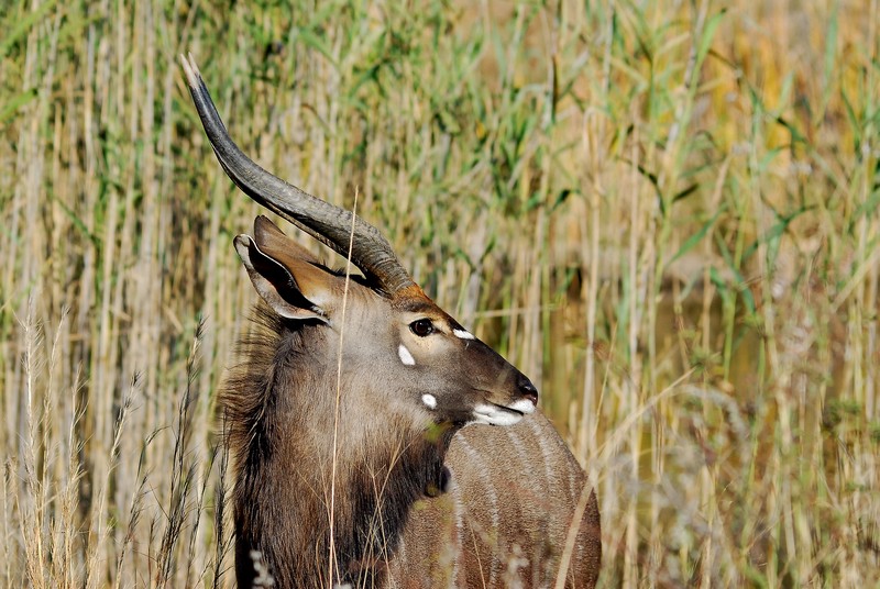 Nyala mâle