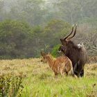 Nyala Pärchen in einer tiefen Perspektive erwischt.