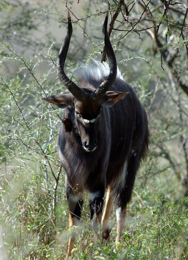 Nyalabock mit Oxpecker