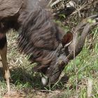 Nyalabock (Tragelaphus angasii)