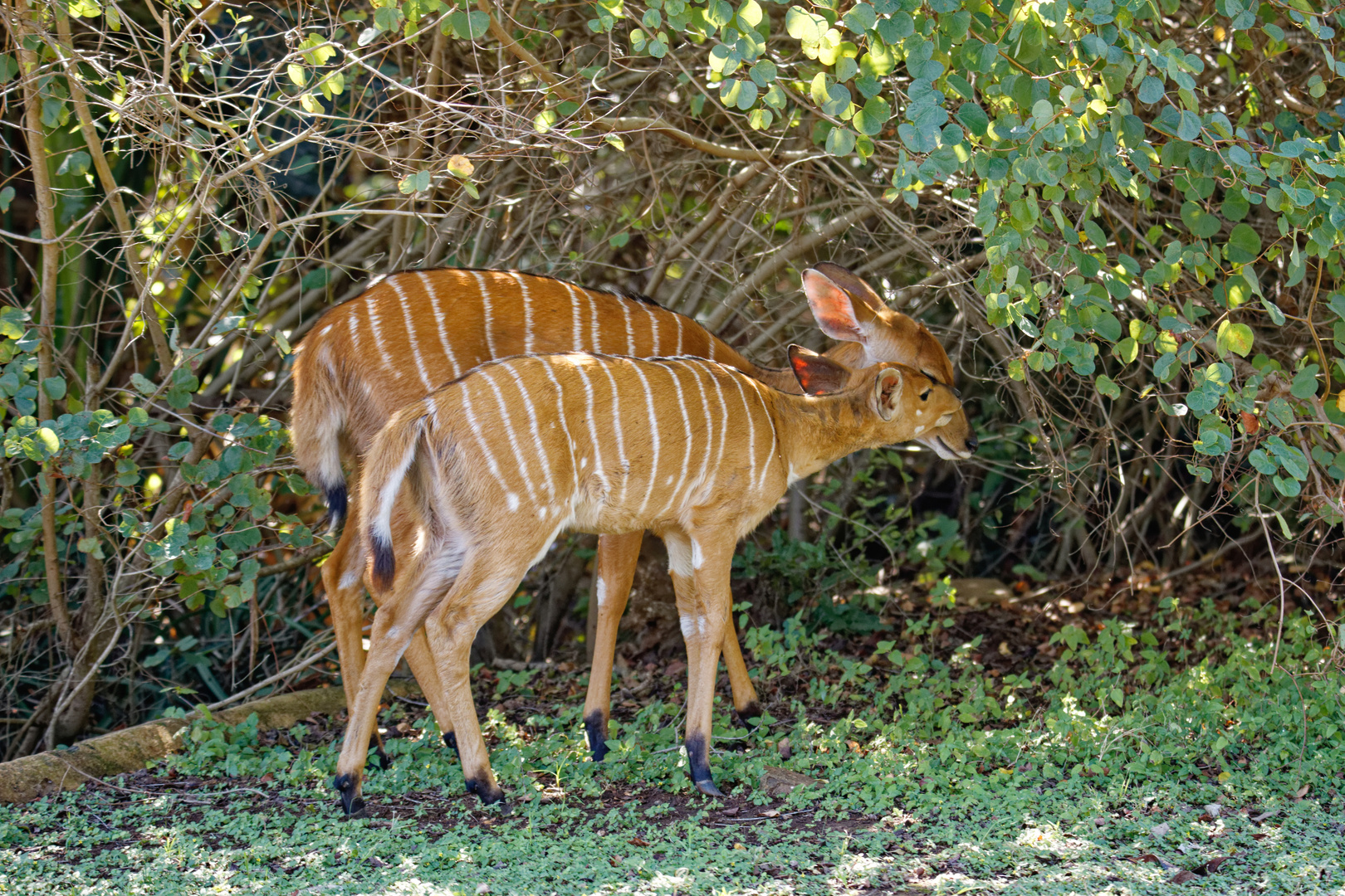 Nyalas