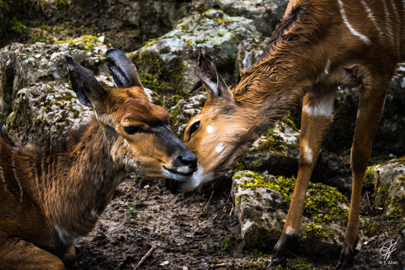 Nyalas im Opelzoo