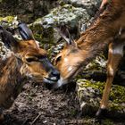 Nyalas im Opelzoo