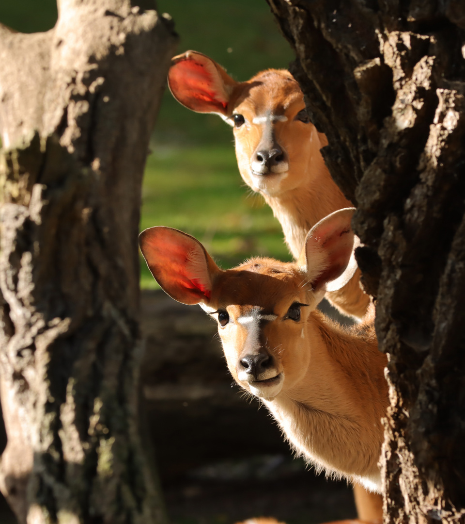 Nyalas im Zoo