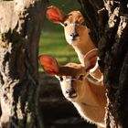 Nyalas im Zoo