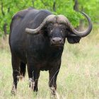 Nyathi Buffalo