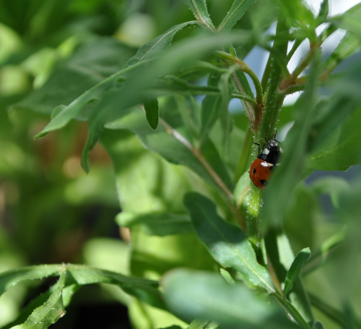 nyckelpiga (ladybug)