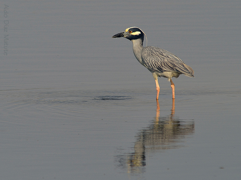 Nyctanassa violacea