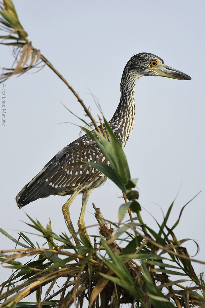 Nyctanassa violacea