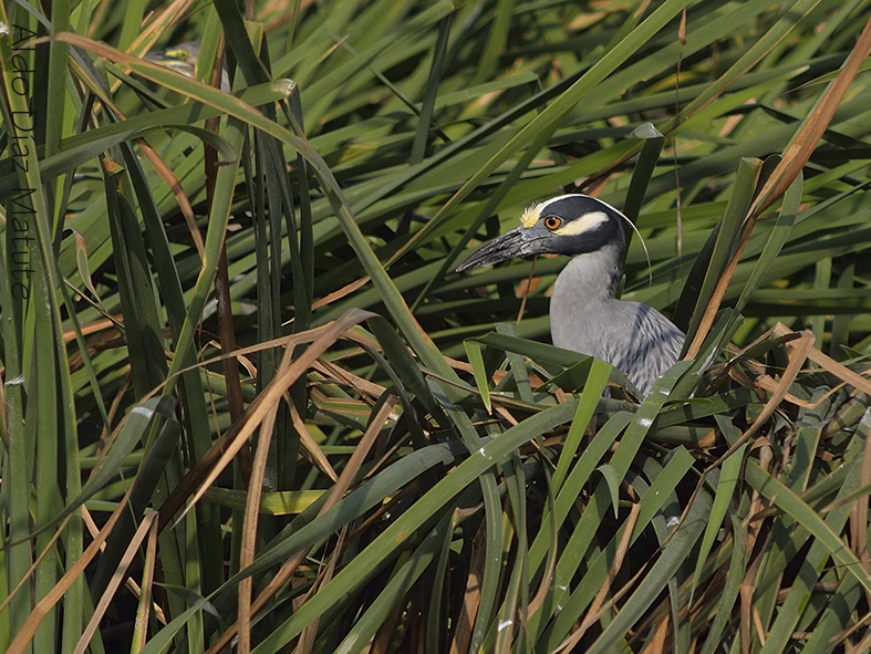 Nyctanassa violacea