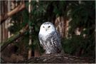 Eulen und Greifvögel im Zoo