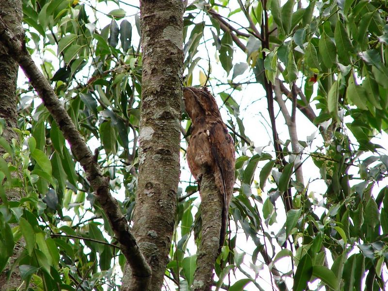 Nyctibius griseus