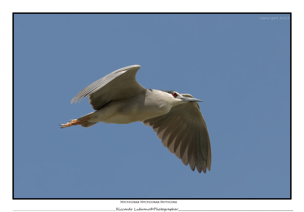 Nycticorax