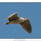 Nycticorax