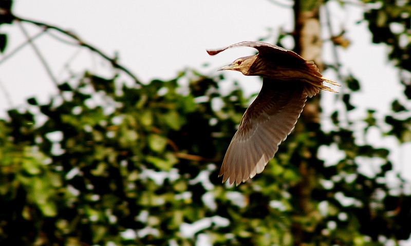 Nycticorax