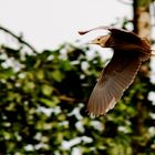 Nycticorax