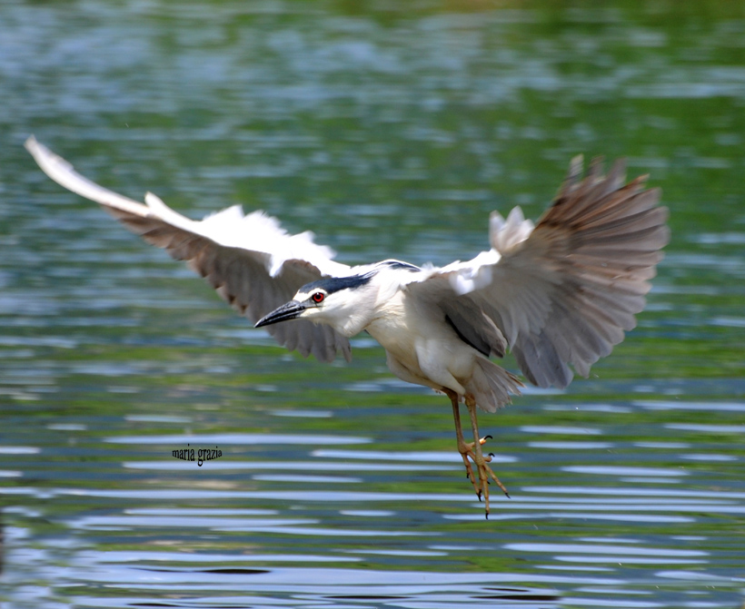 nycticorax en vol