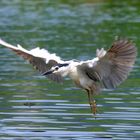 nycticorax en vol