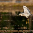 Nycticorax nycticorax