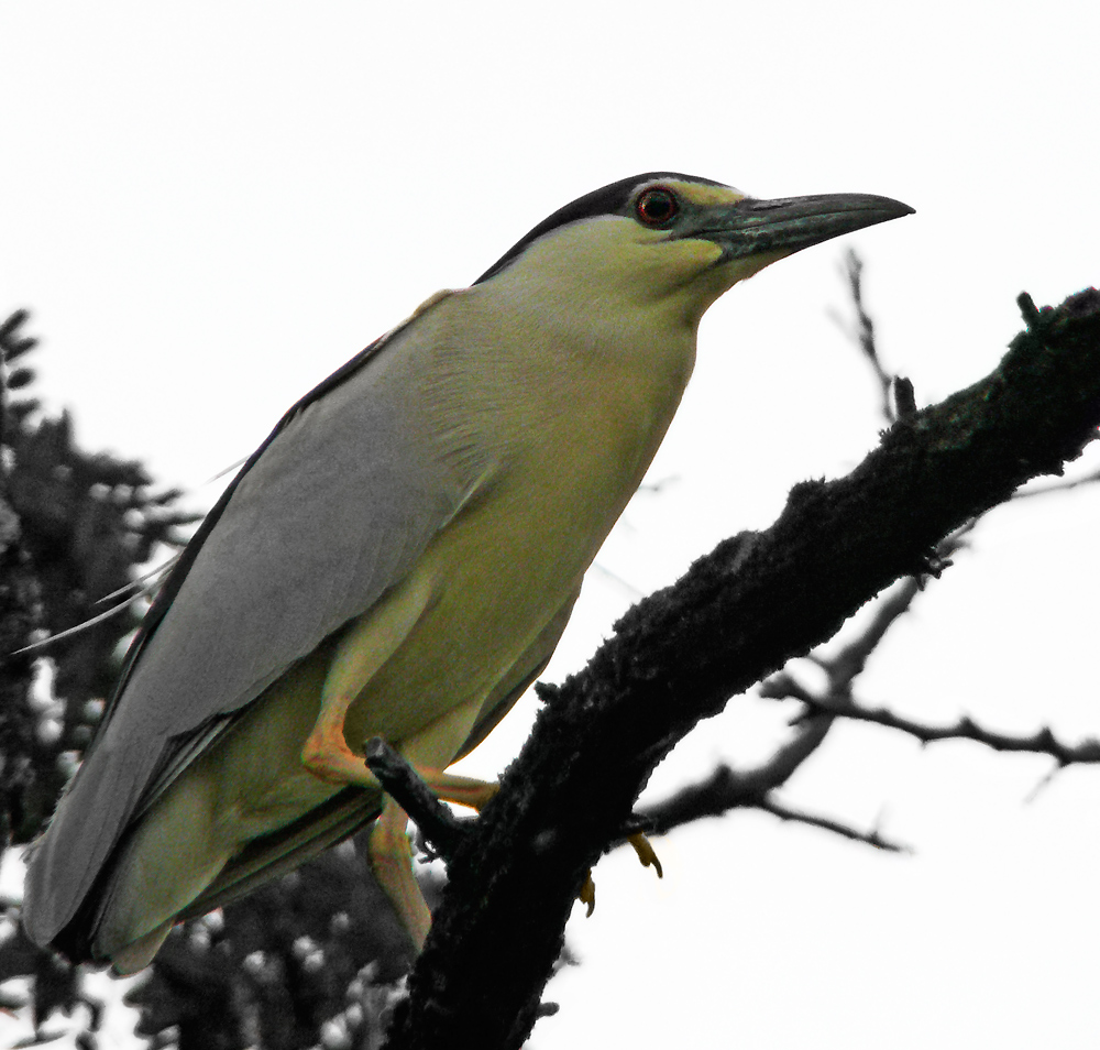 Nycticorax nycticorax