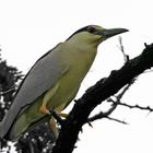 Nycticorax nycticorax