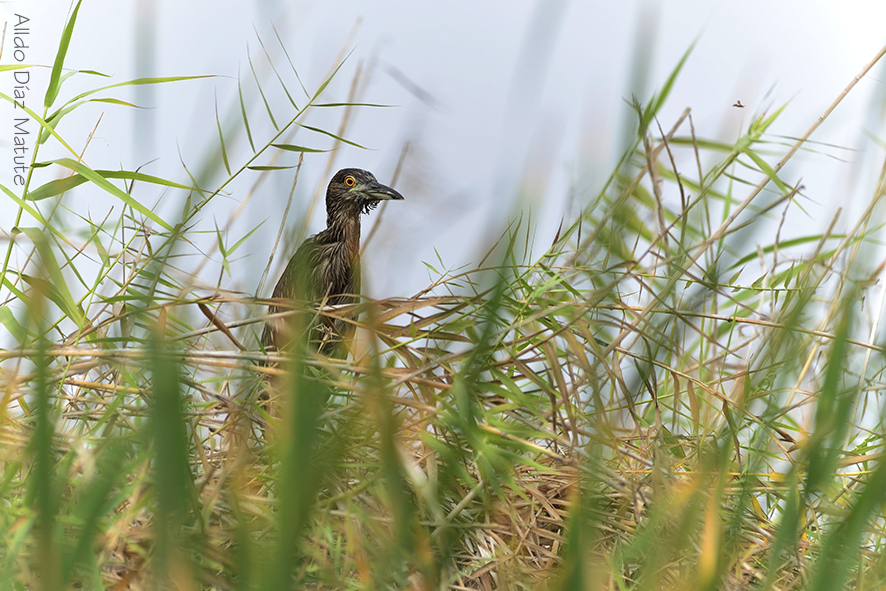 Nycticorax nycticorax