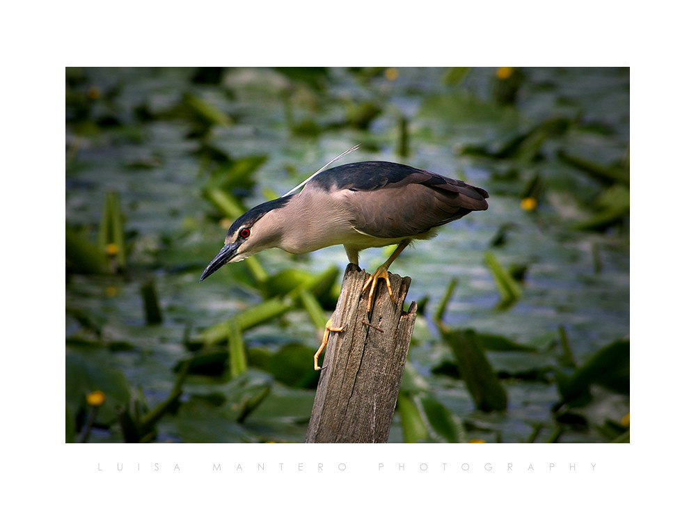 Nycticorax nycticorax