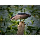 Nycticorax nycticorax