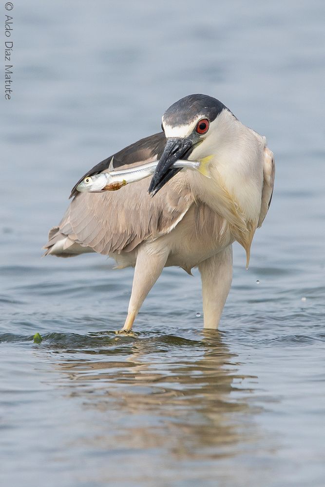 Nycticorax nycticorax