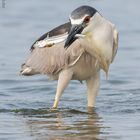 Nycticorax nycticorax