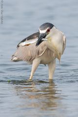 Nycticorax nycticorax