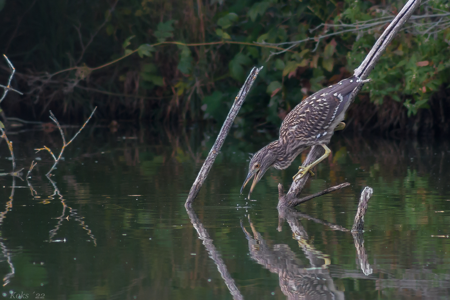 Nycticorax nycticorax