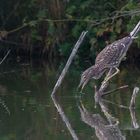 Nycticorax nycticorax