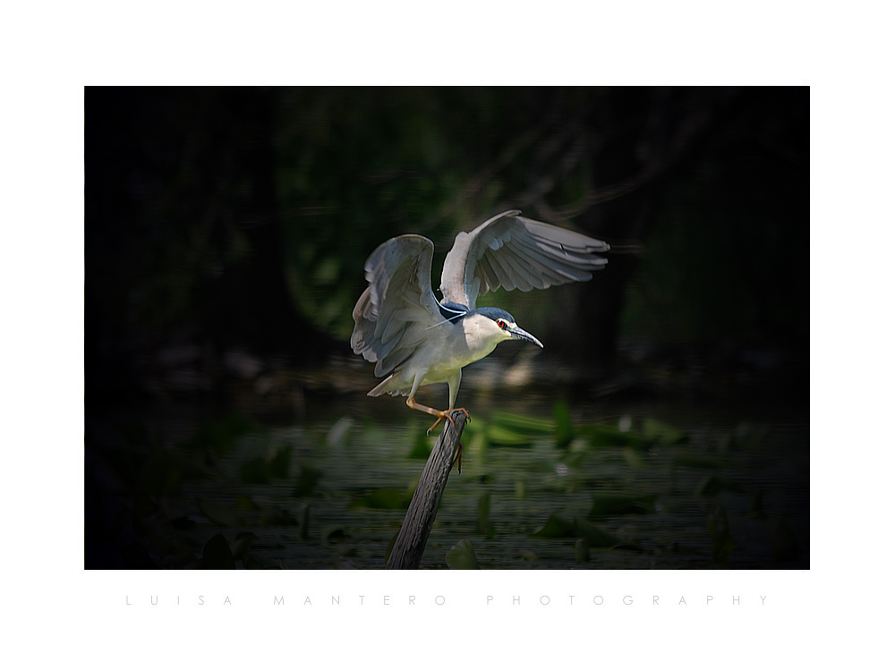 Nycticorax Nycticorax