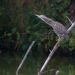 Nycticorax nycticorax