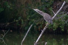 Nycticorax nycticorax