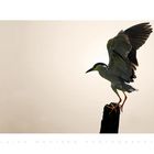 - Nycticorax nycticorax -