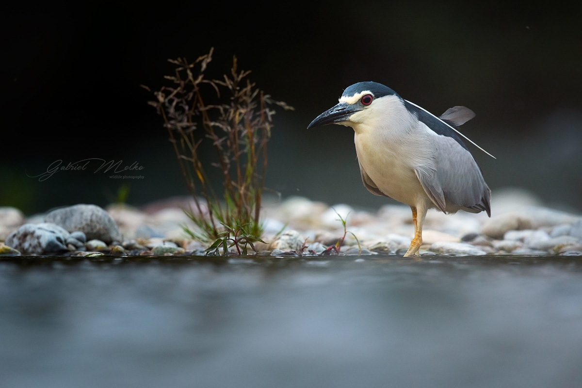 Nycticorax nycticorax