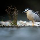 Nycticorax nycticorax