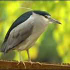 Nycticorax nycticorax