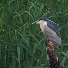 Nycticorax Nyctixorax