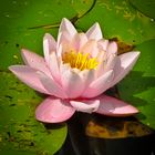 "Nymphaea"