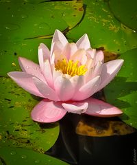 "Nymphaea"