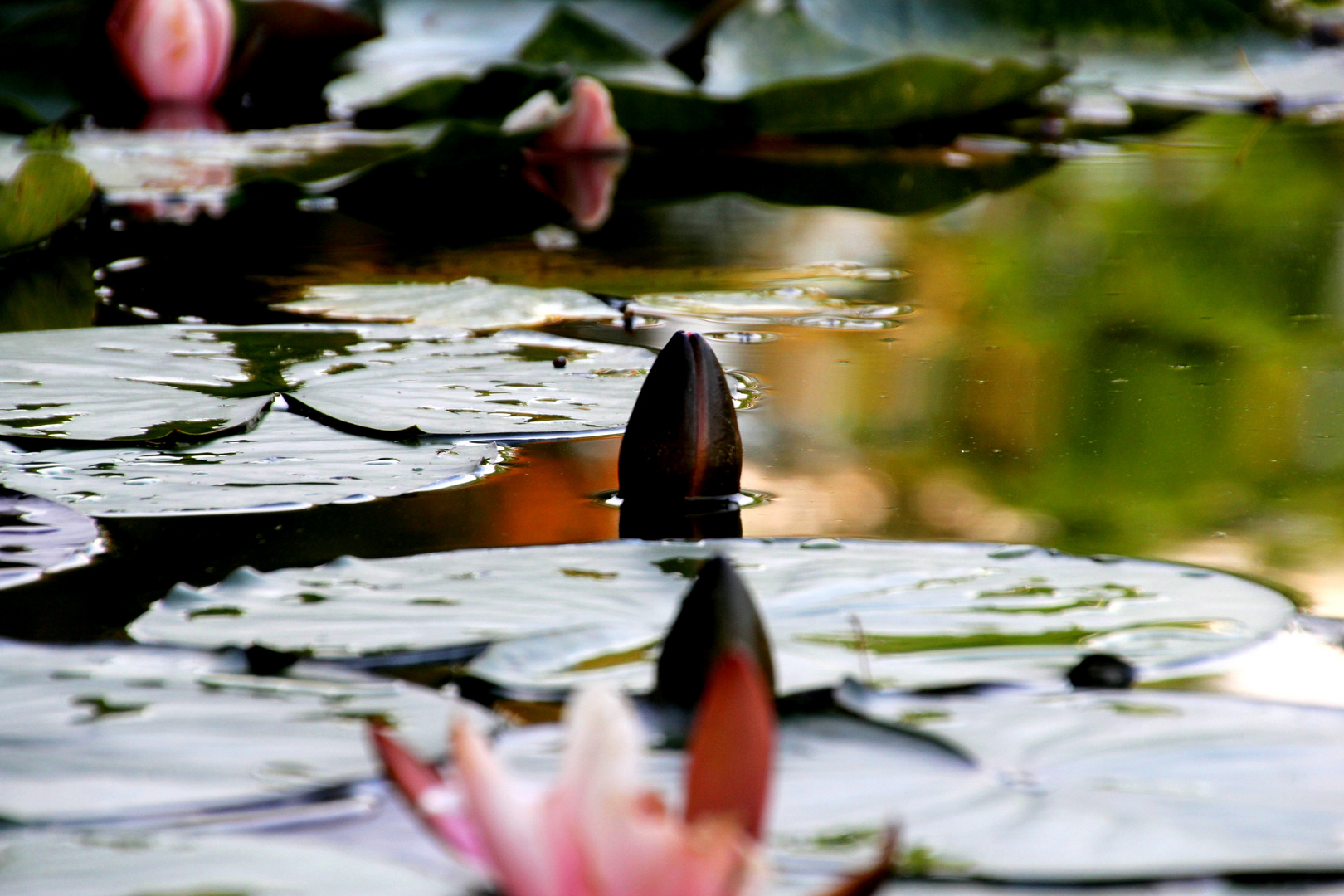 Nymphaea