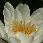 nymphaea