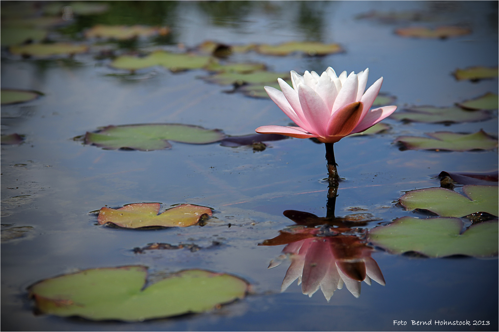 Nymphaea ....